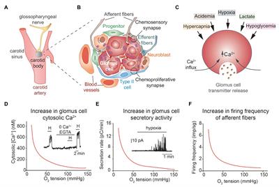 Molecular Mechanisms of Acute Oxygen Sensing by Arterial Chemoreceptor Cells. Role of Hif2α